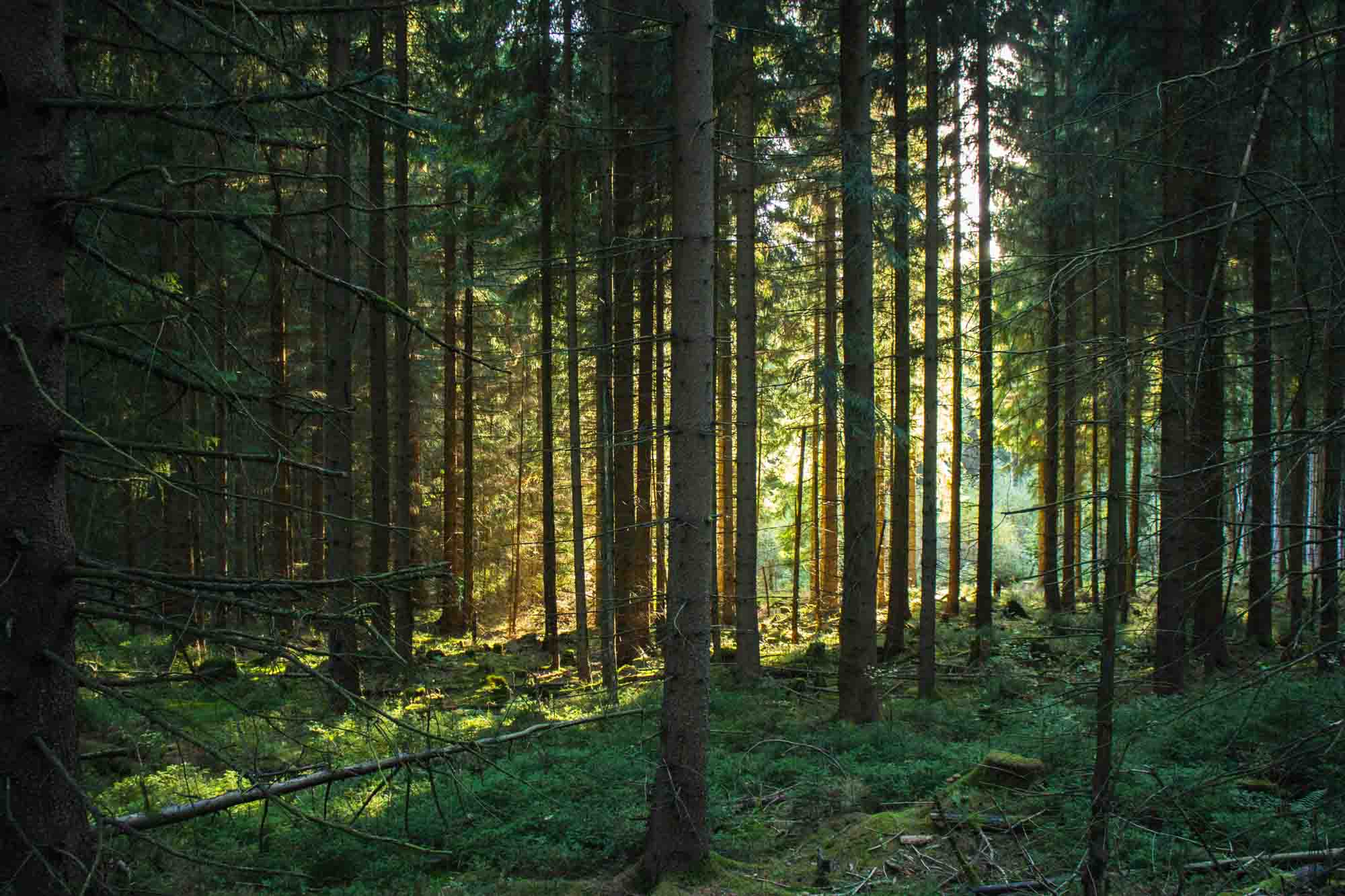 Vogtland Wald | Berg- und Talfahrt