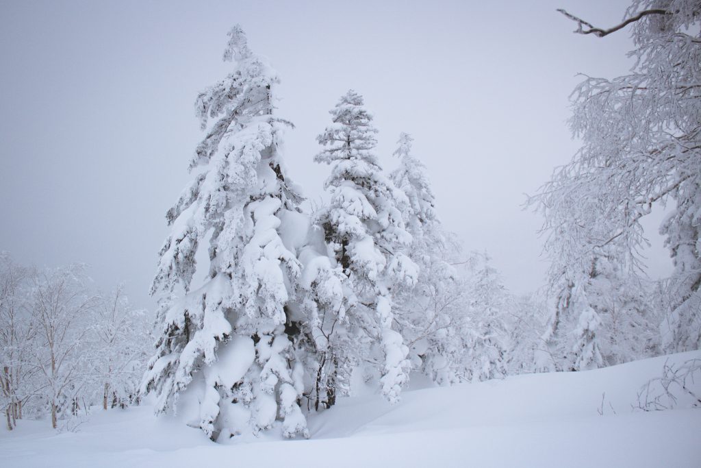 Japow Bäume mit viel Schnee | Berg- und Talfahrt