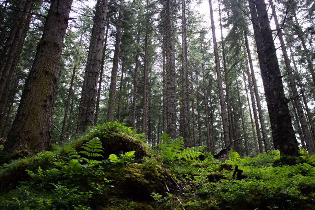Wald , grün, Mystischer Waldspaziergang, Innsbruck, Tirol, Sistrans Alms
