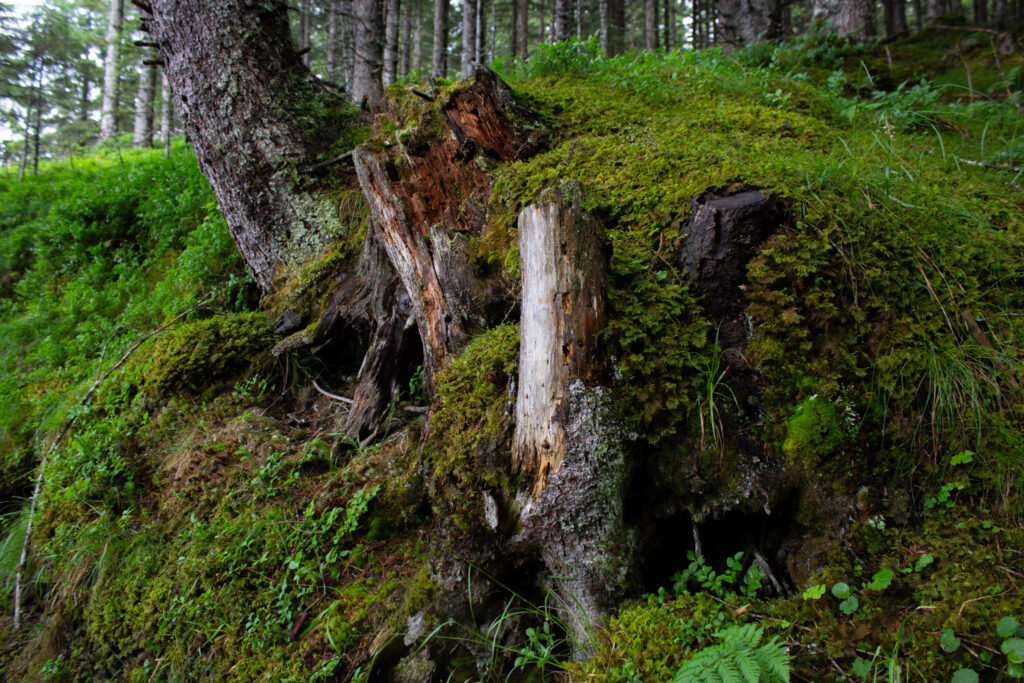 Wald, Waldboden, Mystischer Waldspaziergang, Innsbruck, Tirol, Sistrans Alms