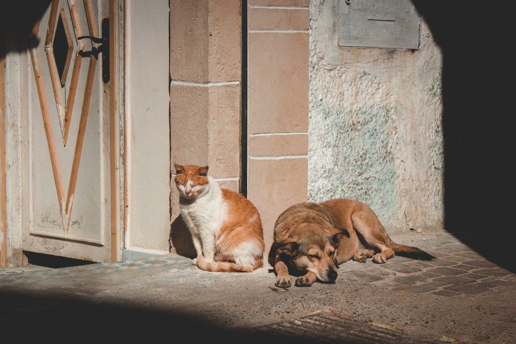 Marokko Hund und Katze | Berg- und Talfahrt