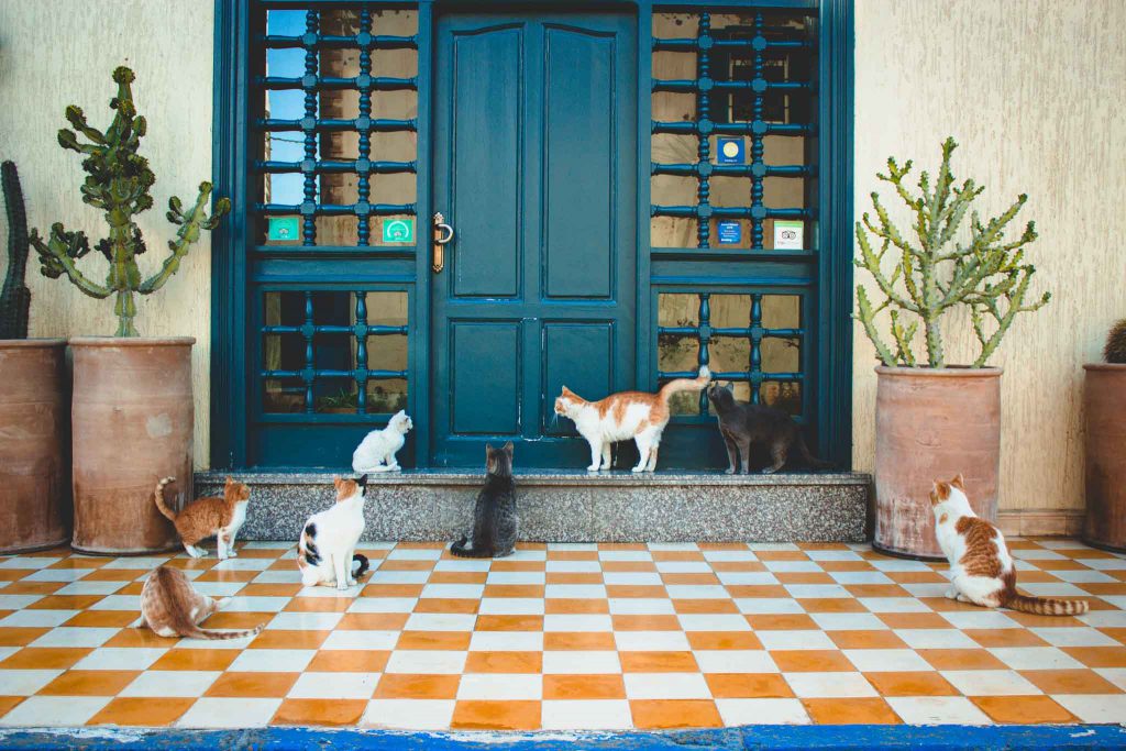 Katzenfütterung in Essouira, Marokko | Berg- und Talfahrt