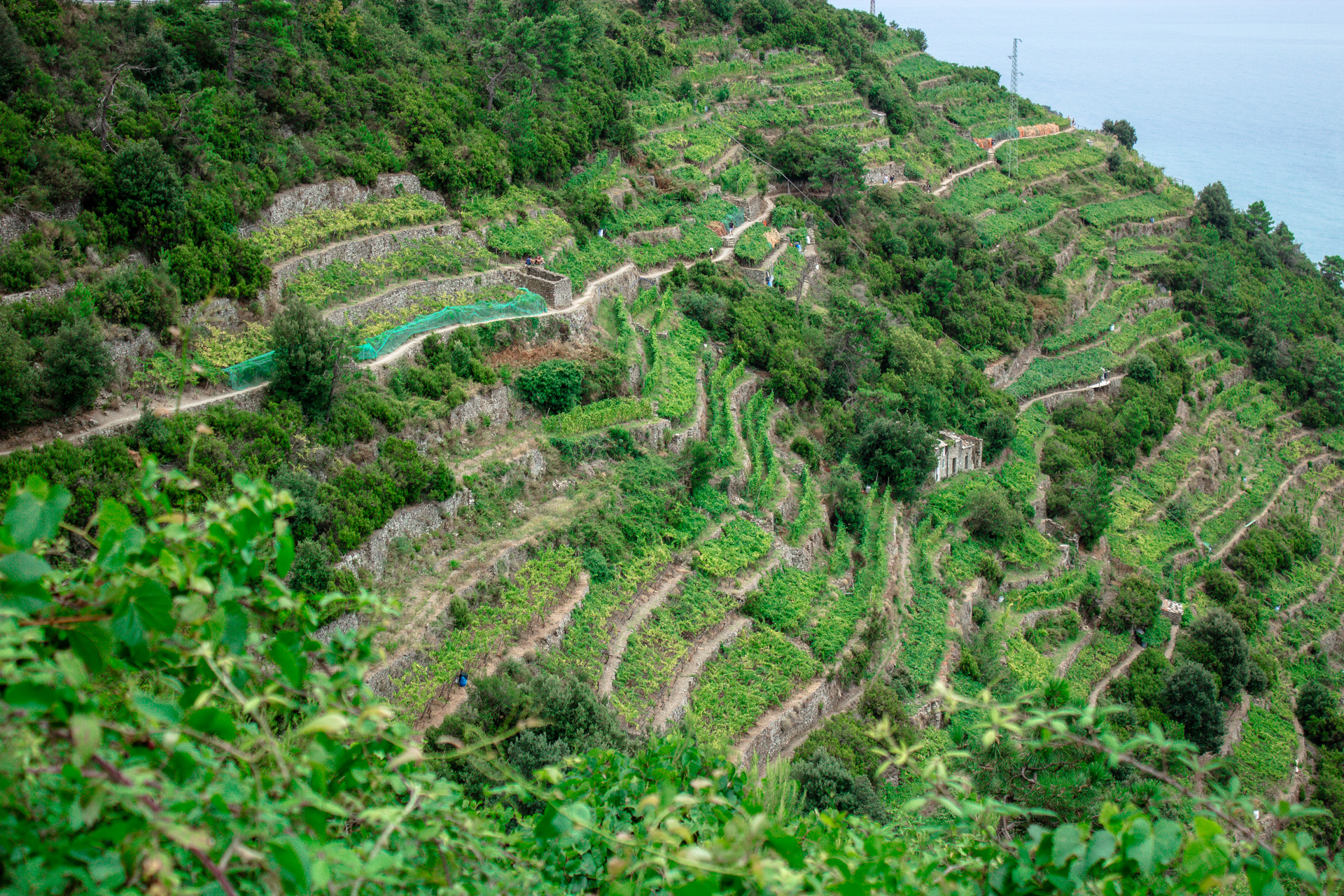 Weinfelder im Nationalpark Cinque Terre.