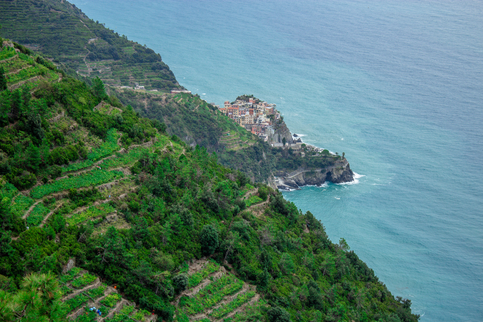 Weinfelder im Nationalpark Cinque Terre mit Blick auf Corniglia.